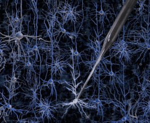Blue Brain解决了一个有百年历史的神经科学问题