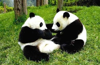 大熊猫是食肉动物的身体和消耗系统