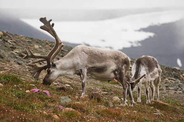 驯鹿在北极保持植被短暂这有助于气候