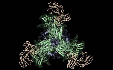 突破性的HIV疫苗设计策略在原理验证测试中显示出希望