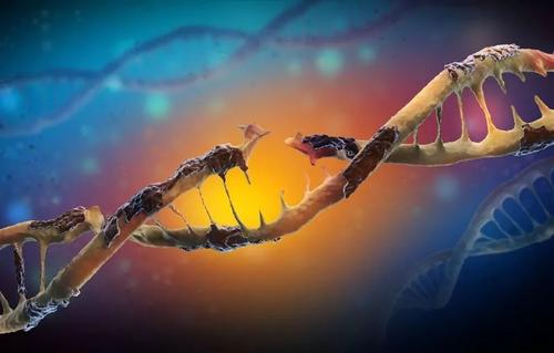 DNA损伤和错误修复共同导致突变