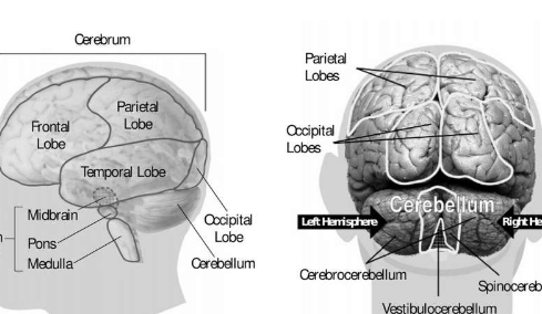 科学家使用微型大脑来模拟如何预防异常小头的发育