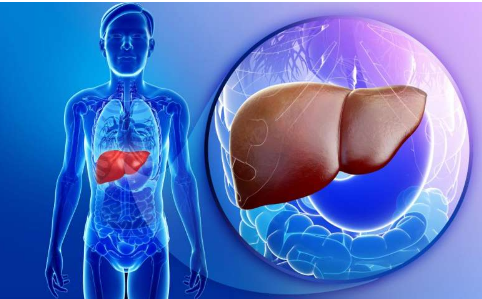 肝移植的新方法 使用受损的肝脏替代垂死的肝脏