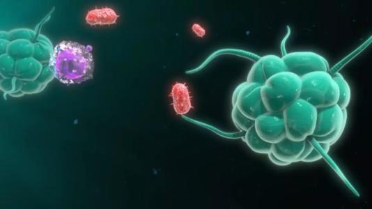 研究人员将促肿瘤巨噬细胞转化为癌症杀手