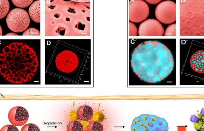 研究人员使用新型微胶囊开发高性能癌症疫苗