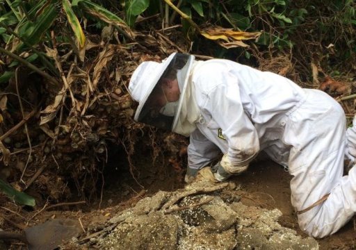 蜜蜂螨到达夏威夷导致蜜蜂捕食者的病原体变化