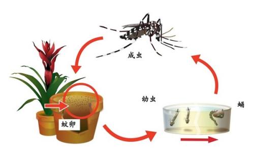 随着世界气温升高十亿人将重新接触登革热等疾病