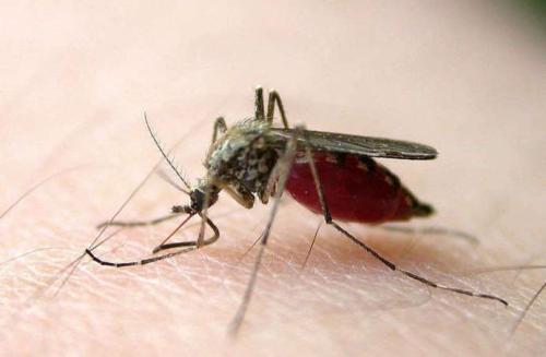 蚊子如何闻到人类的汗水以及阻止它们新方法