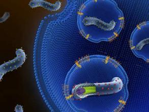 研究表明埃博拉病毒自发突变的频率很高