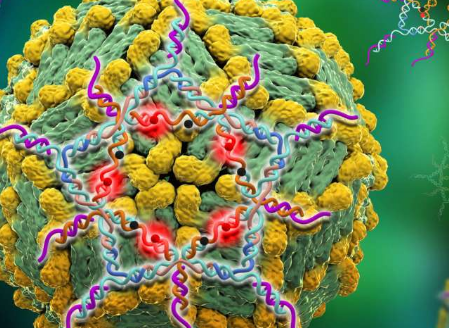 结构性设计的DNA星可对登革热病毒进行超灵敏测试