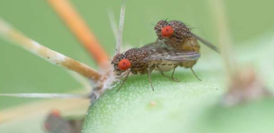 变化的交配信号可能会启动果蝇种群的物种形成