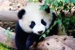 大熊猫竟稳当地生活了800万年依旧潇洒