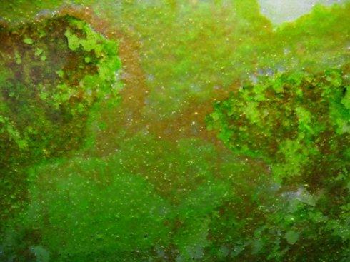 运动神经元疾病与藻类毒素的关系是研究的一个发展途径