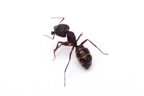 在发现了13种新的蚂蚁