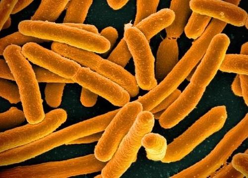 人类微生物组代谢物在肠道大肠杆菌感染中达到了规模