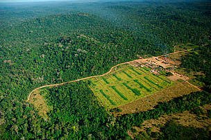 金矿开采造成的雨林破坏在秘鲁创下历史新高