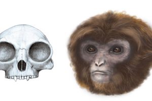 长臂猿和猿的新祖先