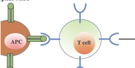 放松的T细胞对免疫反应至关重要