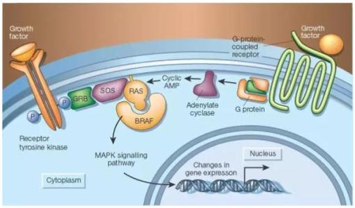 带有短RNA的活CRISPR-Cas9抑制了靶向基因的转录