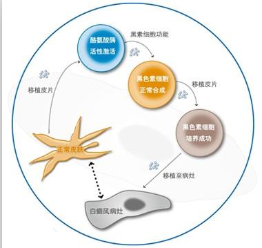 黑色素瘤可行双重新辅助检查站封锁