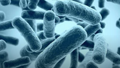 被认为是无敌的超级细菌可以屈服于抗生素组合