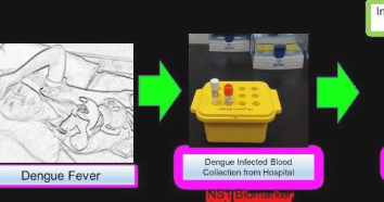 使用新的诊断程序快速检测登革热病毒