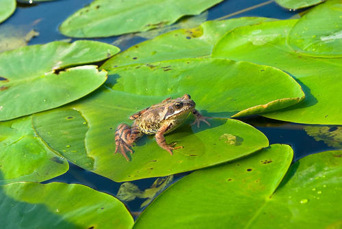 科学家解决了对青蛙知之甚少的谜团