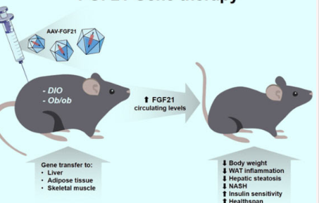 基因疗法可治疗小鼠的胰岛素抵抗和肥胖症