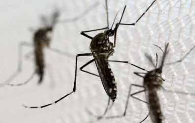 合成生物学可以消灭寨卡病毒和其他蚊媒疾病的三种方式