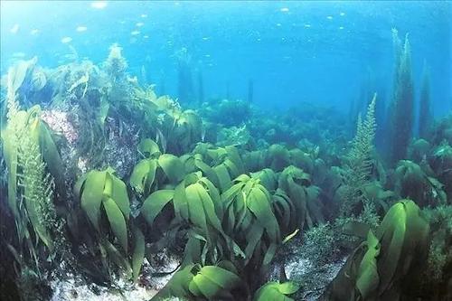 科学家从海藻中回收了数十种抗菌和抗癌化合物