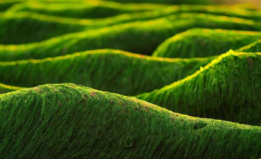 藻类作为绿色产业的活生物催化剂