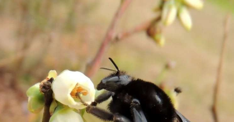 大黄蜂的栖息地和饮食在其生命周期中发生变化