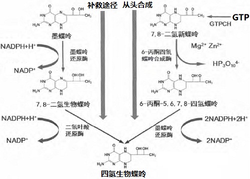 针灸影响大鼠中止痛药靶向的相同生物途径