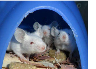 在小鼠中进行的研究表明 麻醉如何对抗肺部感染