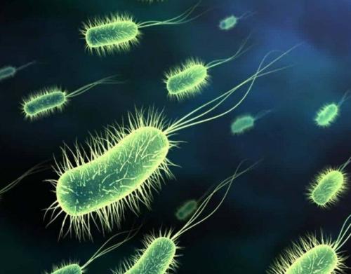 某些微生物可能会减少许多人的过敏反应