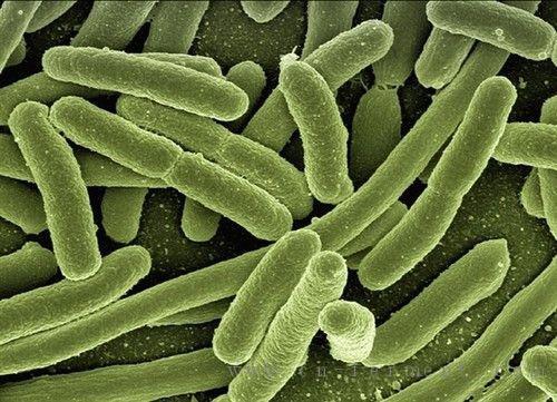 孢子形成细菌在涂有抗菌乳胶漆的表面上存活