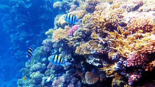 基于地方的管理可以在不断变化的气候中保护珊瑚礁