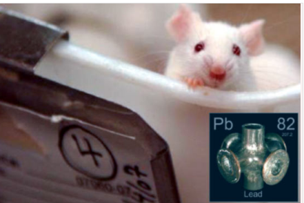 小鼠研究表明 铅暴露可引发精神分裂症