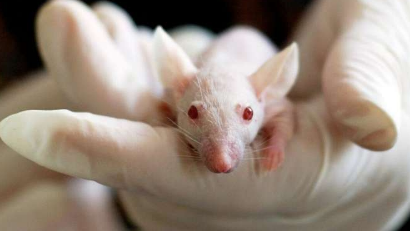 小鼠研究表明免疫细胞可以预防老年痴呆症 由 德国中心神经退行性疾病