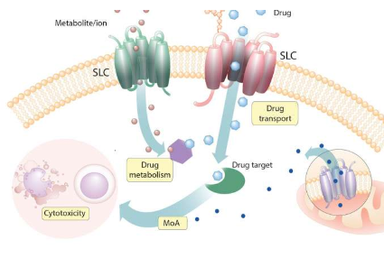 发现人细胞中SLC与细胞毒性药物之间的新颖关系