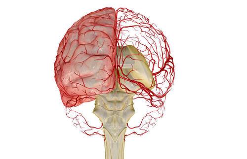 人小脑几乎占大脑皮层表面积的80％
