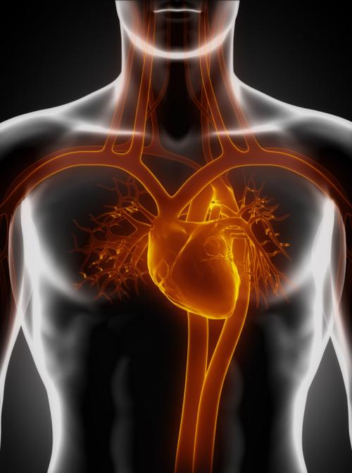 探索心脏病发作后治愈损伤的新方法