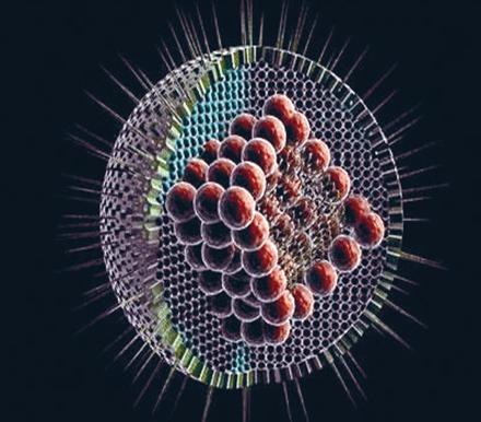 靶向人疱疹病毒6B的抗体的人源化