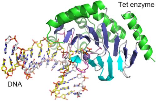 TET蛋白调节正常抗体产生所必需的因子