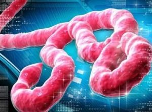 发现埃博拉病毒与人类蛋白质之间的新的相互作用
