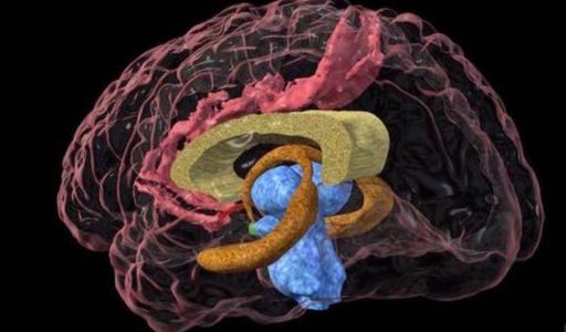 研究人员使用3维电子显微镜来绘制大脑皮层中的局部连接体图