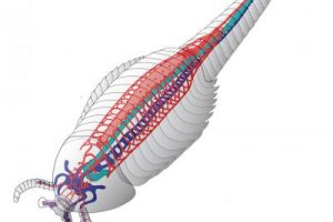 心血管系统几乎象征着地球上高等生物的生命