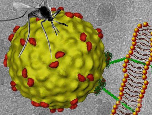 新研究确定登革热病毒的药物靶标