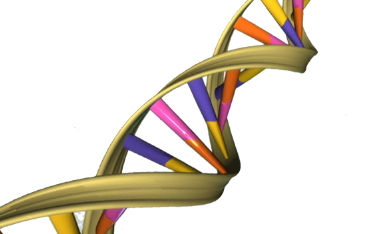 蛋白质如何阻止细胞攻击自己的DNA