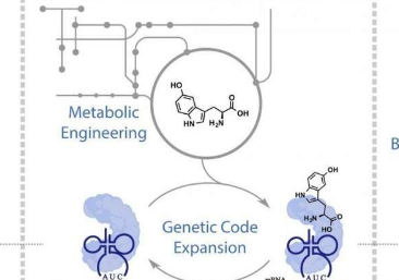 化学家扩展了大肠杆菌的遗传密码以产生第21个氨基酸